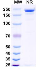Opugotamig Chimeric Recombinant Human Monoclonal Antibody