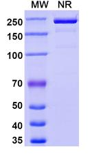 Folate Receptor alpha (Rinatabart Biosimilar) Recombinant Human Monoclonal Antibody