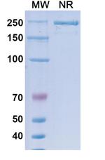 Suvemcitug Recombinant Human Monoclonal Antibody