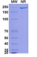MDX-1342 Recombinant Human Monoclonal Antibody