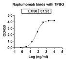 Naptumomab Recombinant Mouse Monoclonal Antibody