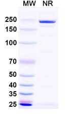 Naptumomab Antibody in SDS-PAGE (SDS-PAGE)