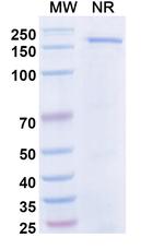 CD94 (Dibotatug Biosimilar) Recombinant Human Monoclonal Antibody