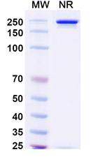 Prafnosbart Recombinant Human Monoclonal Antibody