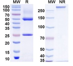 Zeripatamig Recombinant Human Monoclonal Antibody