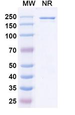 Amostomig Humanized Recombinant Human Monoclonal Antibody