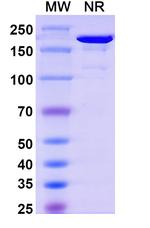 BTN1A1 (Nelmastobart Biosimilar) Recombinant Human Monoclonal Antibody