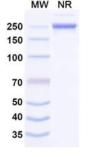 Mesothelin (Misitatug Biosimilar) Recombinant Human Monoclonal Antibody
