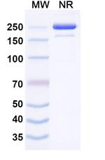 Izeltabart Recombinant Human Monoclonal Antibody