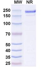Rezorstobart Recombinant Human Monoclonal Antibody