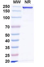 Nezastomig Recombinant Human Monoclonal Antibody