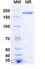 Becotatug Recombinant Human Monoclonal Antibody