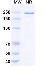 Fepixnebart Recombinant Human Monoclonal Antibody