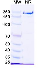 Ruxoprubart Humanized Recombinant Human Monoclonal Antibody