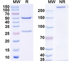 Omoprubart Recombinant Human Monoclonal Antibody