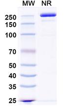 Zigakibart Recombinant Human Monoclonal Antibody