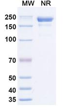 Lixudebart Recombinant Human Monoclonal Antibody