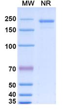 Nisevokitug Recombinant Human Monoclonal Antibody