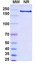 Melredableukin Alfa Recombinant Human Monoclonal Antibody