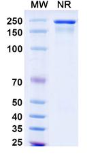 Semzuvolimab Chimeric Recombinant Human Monoclonal Antibody