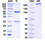 DQB1-FL8 Humanized Recombinant Human Monoclonal Antibody
