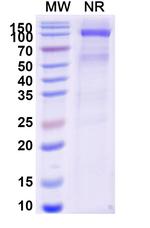 Brenetafusp Recombinant Human Monoclonal Antibody