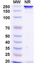 Votumumab Recombinant Human Monoclonal Antibody