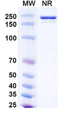 Donitabart Chimeric Recombinant Human Monoclonal Antibody