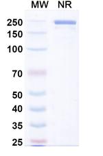 SIGLEC15 (Aldastotug Biosimilar) Recombinant Human Monoclonal Antibody