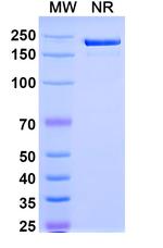 Olintatug Chimeric Recombinant Human Monoclonal Antibody
