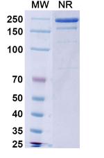 Serrumab Recombinant Human Monoclonal Antibody