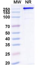 Remternetug Recombinant Human Monoclonal Antibody