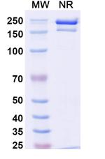 B-cell lymphoma (Detumomab Biosimilar) Antibody in SDS-PAGE (SDS-PAGE)