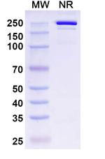 Belrestotug Recombinant Human Monoclonal Antibody