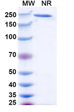 TIGIT (Ralzapastotug Biosimilar) Recombinant Human Monoclonal Antibody