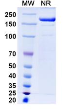 Renvistobart Recombinant Human Monoclonal Antibody