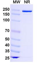 TIGIT (Lancastotug Biosimilar) Recombinant Human Monoclonal Antibody