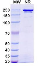 Gumokimab Humanized Recombinant Human Monoclonal Antibody