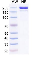 Roconkibart Recombinant Human Monoclonal Antibody