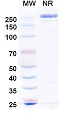 Acrixolimab Recombinant Human Monoclonal Antibody