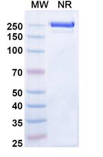 Zeluvalimab Humanized Recombinant Human Monoclonal Antibody