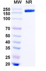 Lipustobart Recombinant Human Monoclonal Antibody