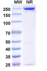 Pradusinstobart Recombinant Human Monoclonal Antibody