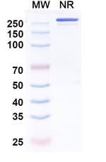 Enlonstobart Recombinant Human Monoclonal Antibody