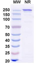 Ibentatug Chimeric Recombinant Human Monoclonal Antibody