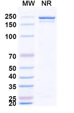Zifibancimig Recombinant Human Monoclonal Antibody