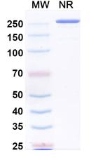 Paridiprubart Humanized Recombinant Human Monoclonal Antibody