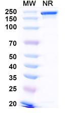Narlumosbart Recombinant Human Monoclonal Antibody