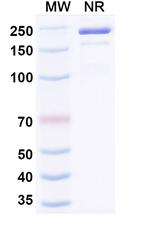 Ozureprubart Humanized Recombinant Human Monoclonal Antibody