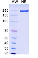 Solrikitug Humanized Recombinant Human Monoclonal Antibody
